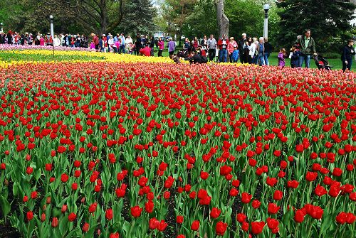 渥太华第六十一届郁金香节吸引了大量游客