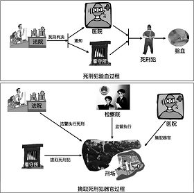 “法院”在利用死刑犯人器官的流程中扮演重要角色