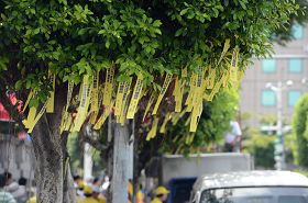 凯达格兰大道上挂满黄丝带，呼吁台湾政府紧急营救钟鼎邦。