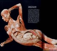 哈根斯人体展上的中国母婴标本