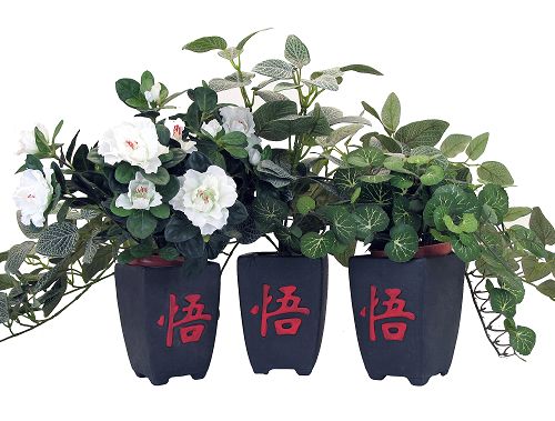 图：海莲诊所里的三个花盆，三个“悟”