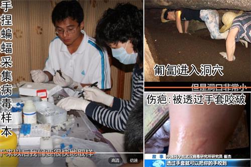 '图:石正丽带团队搜寻蝙蝠、收集病毒样品,只提前打狂犬疫苗,防护程度不高。(视频拼图,作者提供)'