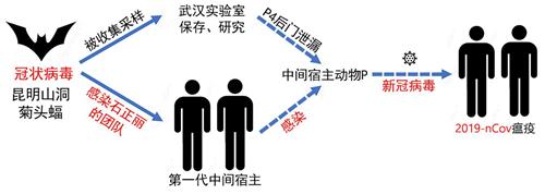 '图：武汉爆发的瘟疫病毒的传播途径简图。'