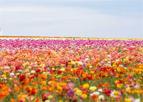 2021-10-13-flowerfield--ss.jpg