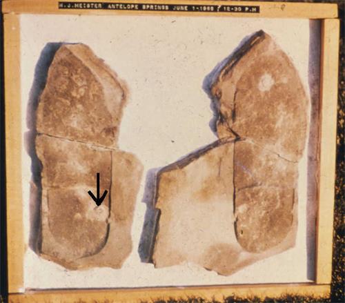 '图1：三叶虫鞋印化石'