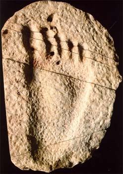 '图3：光脚小孩脚印化石'
